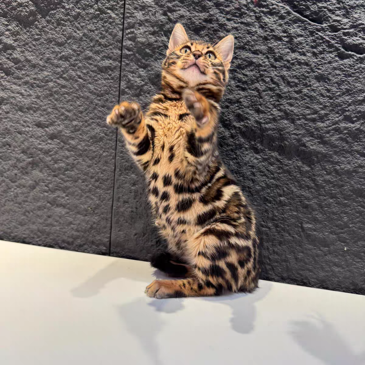 猫舍直销批发价格出售孟加拉豹猫